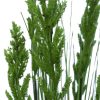 Flowering Native Grass Details (2)