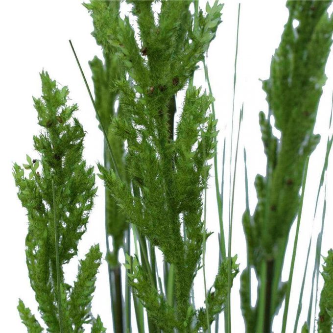 Flowering Native Grass Details (2)