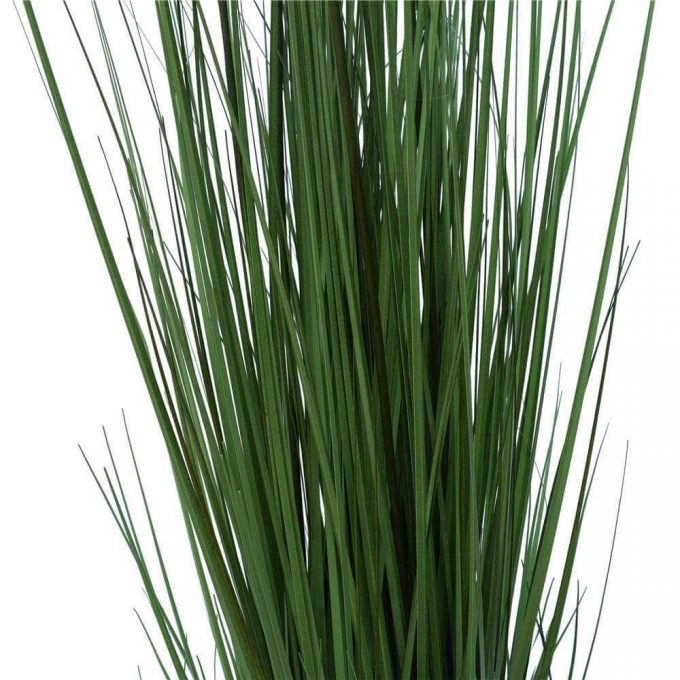Flowering Native Grass - Details