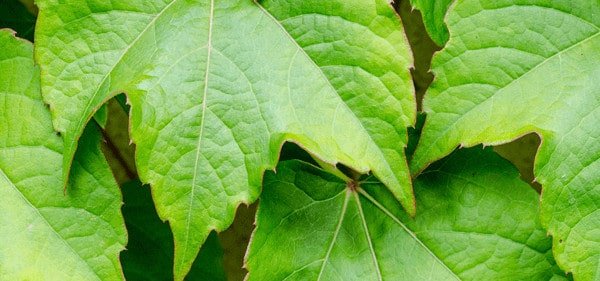 Boston ivy garden ivy care tips