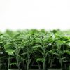 Artificial boxwood panel hedge side view