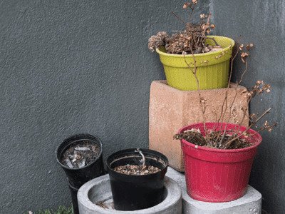 Christmas gift ideas for those who kill plants - dead plants in pots in corner