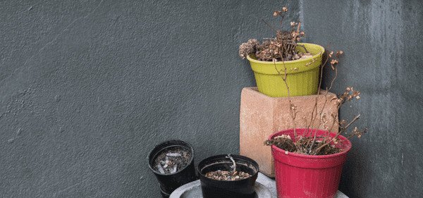 Gift ideas for those who kill plants - no green thumb plants dead in corner
