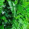 mixed green wall