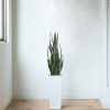 Artificial Snake Plant Sansevieria in a Decorative Pot
