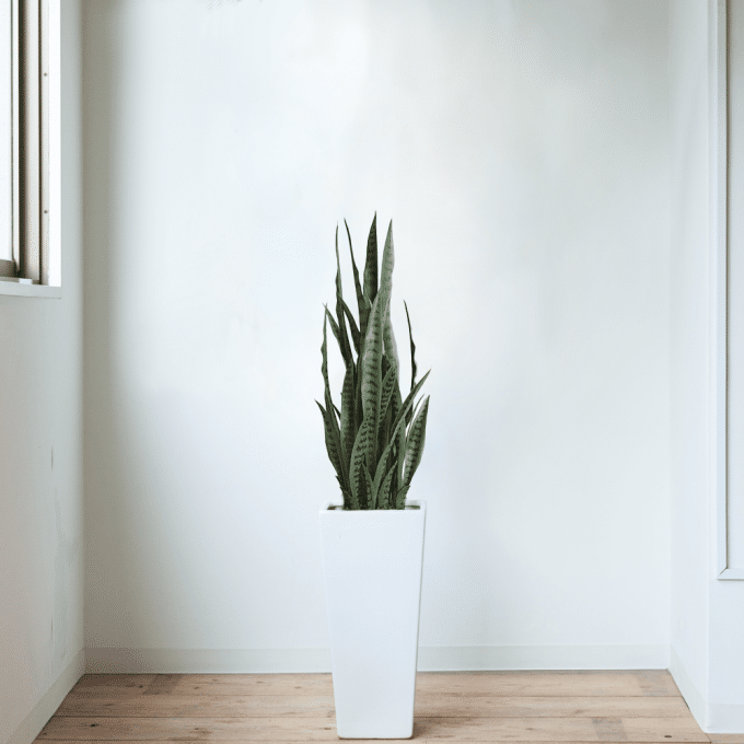 Artificial Snake Plant Sansevieria in a Decorative Pot