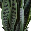 Artificial Snake Plant - Details
