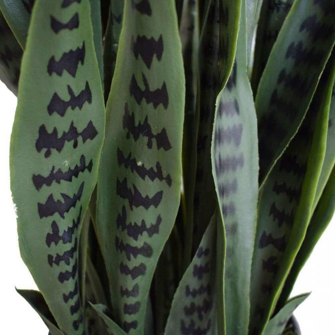 Artificial Snake Plant - Details