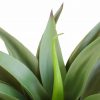 Artificial (fake) agave plant without a pot.