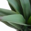 Artificial (fake) agave plant without a pot.