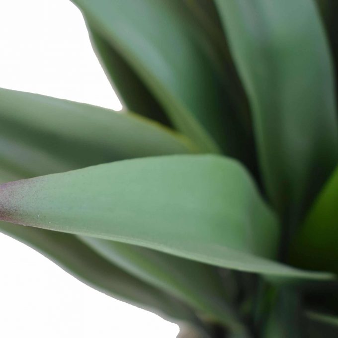 Artificial (fake) agave plant without a pot.