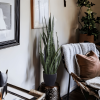 Faux Snake Plant Sansevieria UV