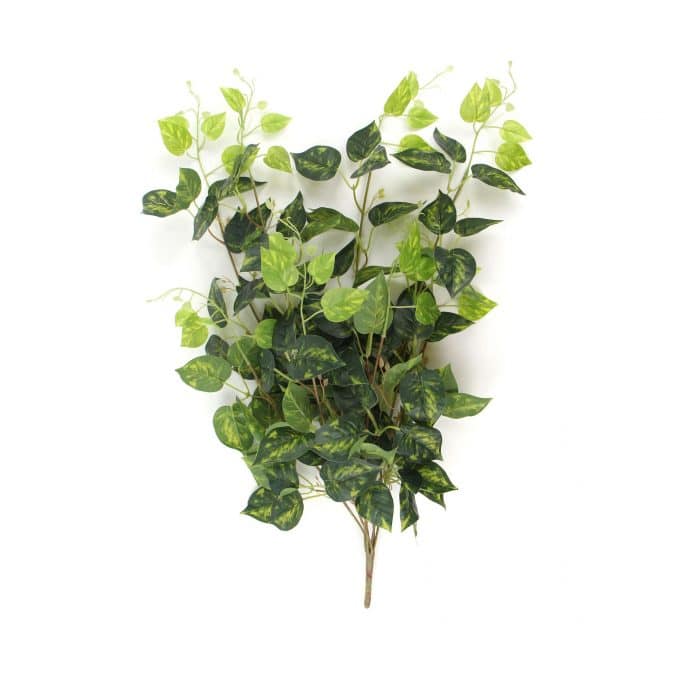 Heart Leaf Philodendron Hanging Creeper Bush (Devils Ivy) 78cm