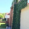 Artificial Ivy Hedge Panels attached onto a fence / wall using inter-connectable panels