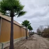 Tall Artificial Queensland Palm Tree 4m to 7m UV Resistant