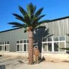 6m Tall Artificial Palm Tree Plant