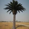 Artificial Canary Palm Tree