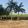 Artificial Coconut Tree two different sizes