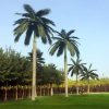 Artificial Royal Coco Palm Tree