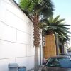 Artificial fan palm leaves and tree