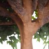 artificial ficus tree with quality leaves