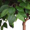 artificial ficus tree with quality leaves