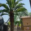 Very tall artificial palm tree at a zoo in germany