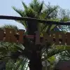 Very tall artificial palm tree at a zoo in Germany behind their sign