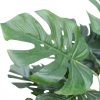 spotted plant