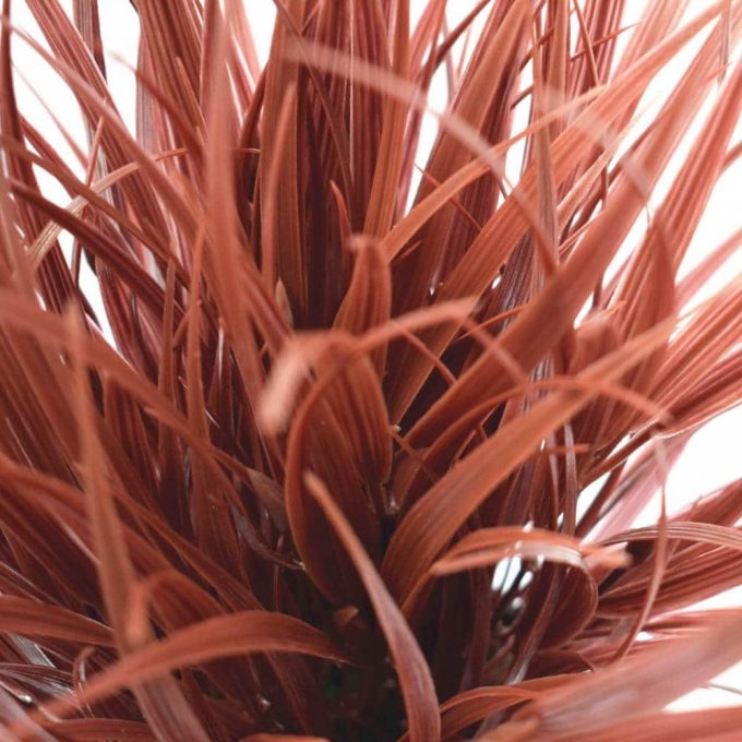 Artificial Ornamental Potted Dense Burgundy Grass Details