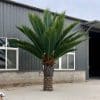 Tall Artificial Outdoor Fake Palm Tree