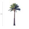 Tall Artificial Queensland Palm Tree (4m to 7m) UV Resistant