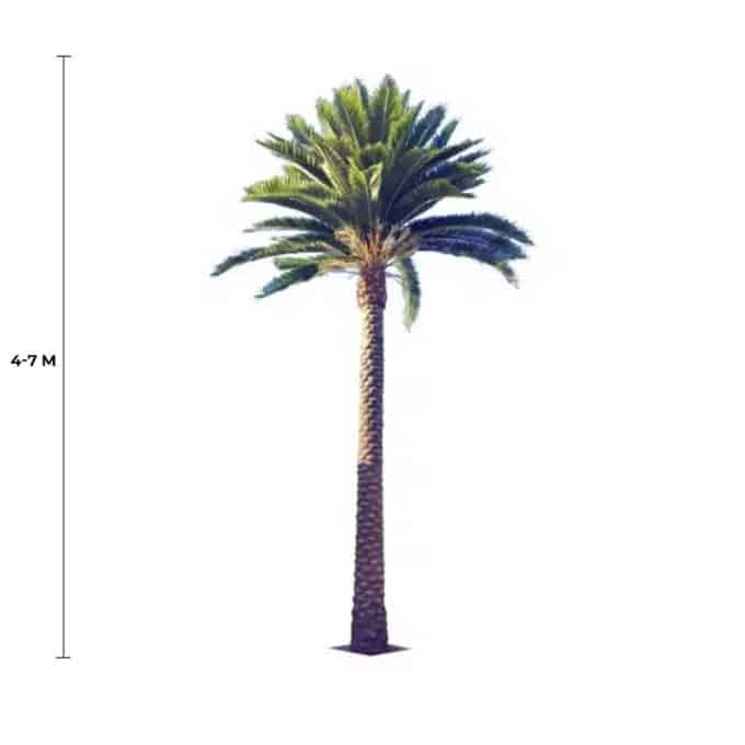 Tall Artificial Queensland Palm Tree (4m to 7m) UV Resistant