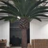 Very large artificial palm tree