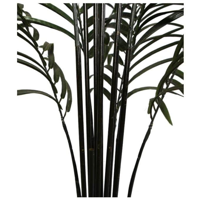 Black Palm Trunk Details