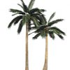 Artificial Coconut Tree two different sizes