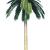 palm tree