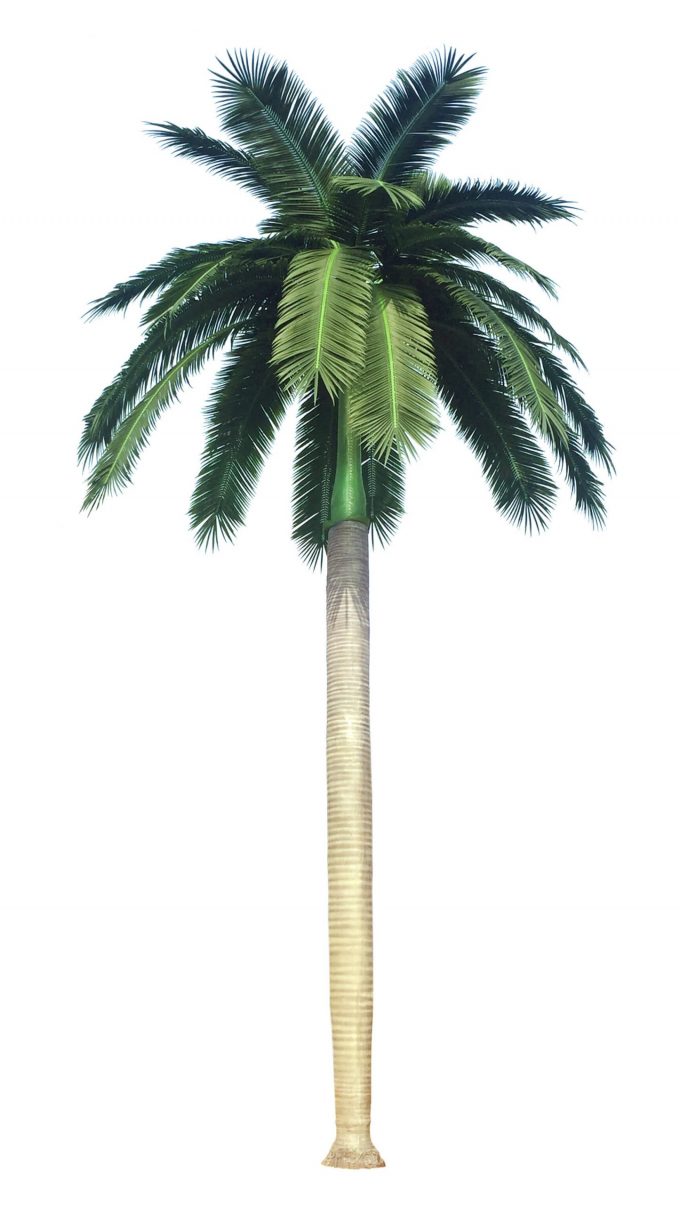 palm tree