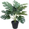spotted plant