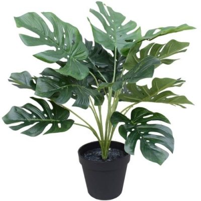spotted plant