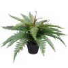 potted fern