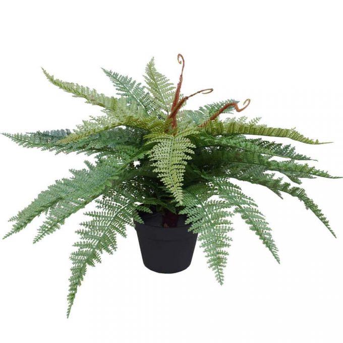 potted fern