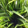 Artificial Ornamental Potted Dense Green Grass Details