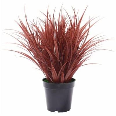 potted grass