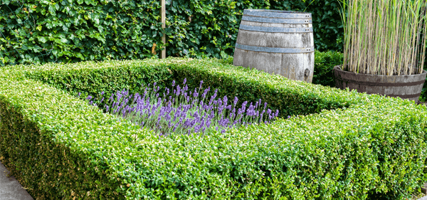 Boxed hedge in the garden - next to green ivy and plants