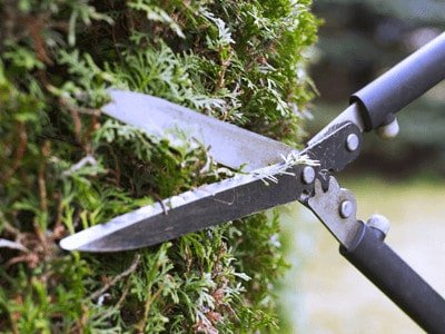 Trimming a vertical garden shrub for home garden maintenance