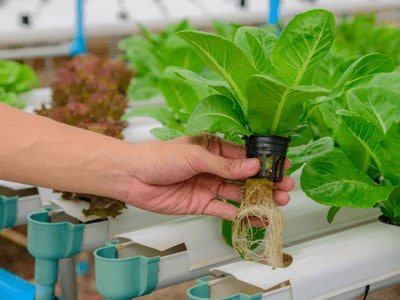Vegetable vertical garden - vertical garden maintenance