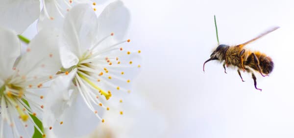 Plants that repel bees and wasps - bee heading to flower