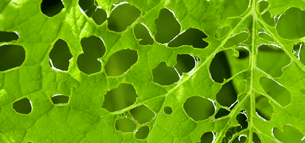 Garden pests eating leaves