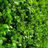 Artificial Plants - Deluxe Buxus Hedge Panels UV Resistant 1m x 1m